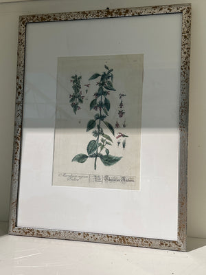 Silver Framed Botanicals