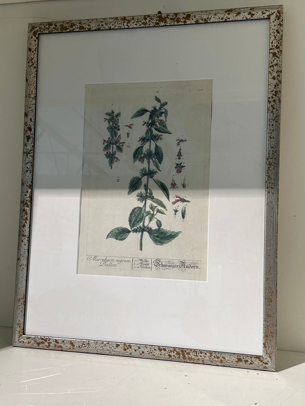 Silver Framed Botanicals