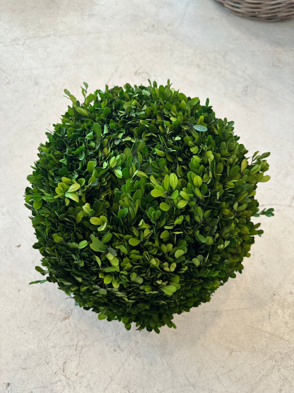 16" Preserved Boxwood Sphere
