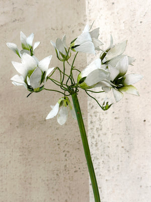 Standard Agapanthus Sculpture