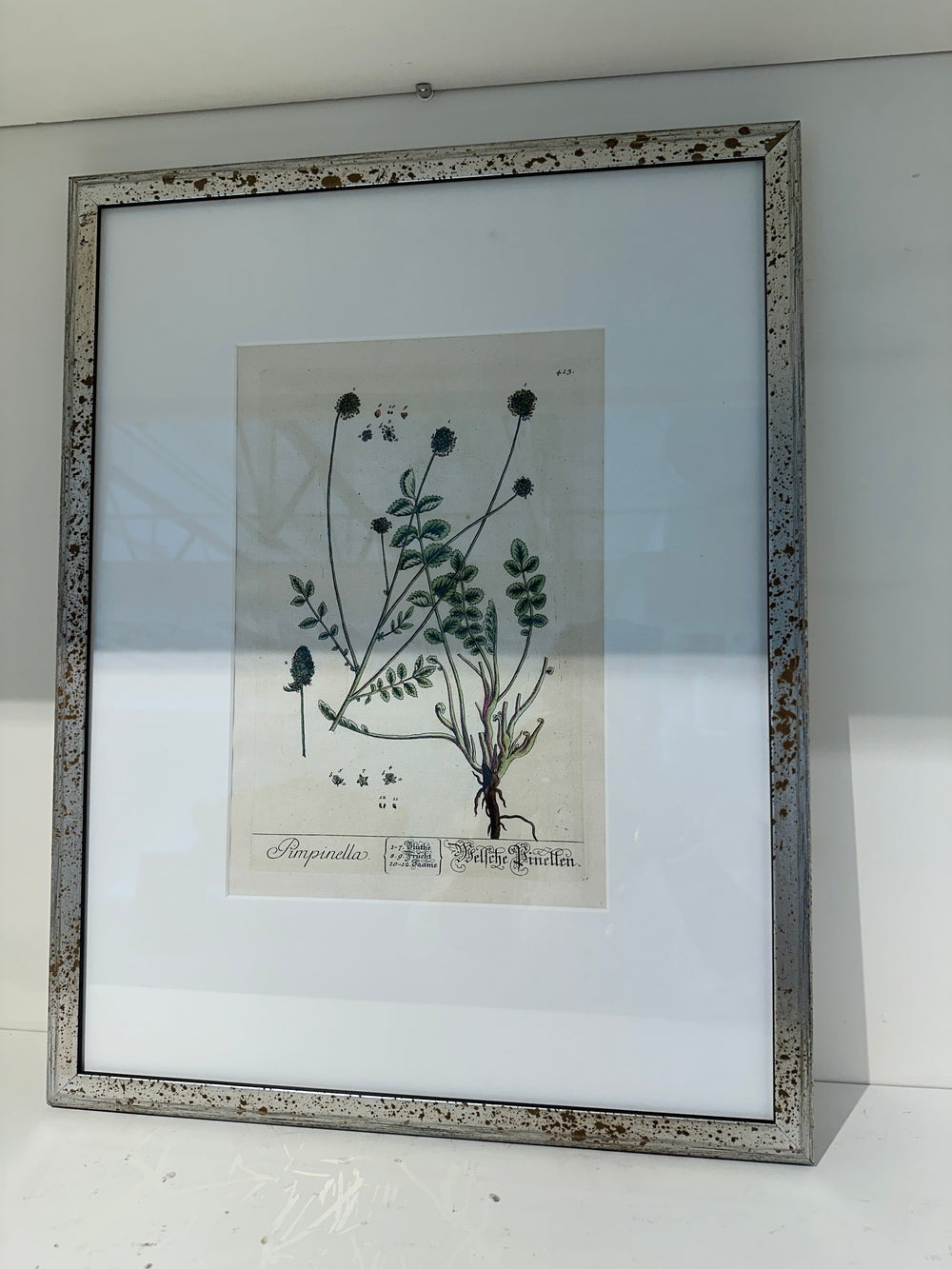 Silver Framed Botanicals