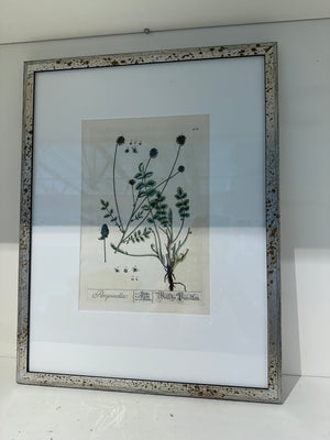 Silver Framed Botanicals