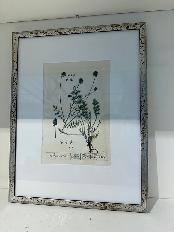 Silver Framed Botanicals
