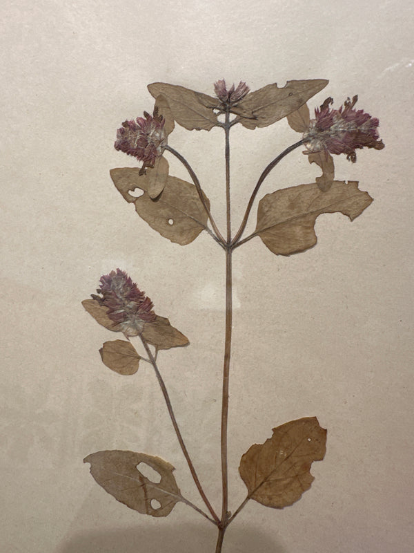 Antique Framed Botanical