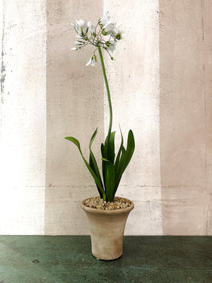 Standard Agapanthus Sculpture
