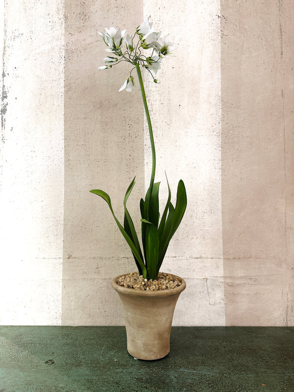 Standard Agapanthus Sculpture