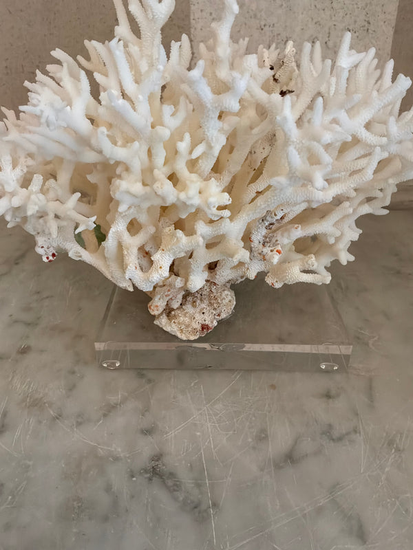 Petite Nest Coral Sculpture