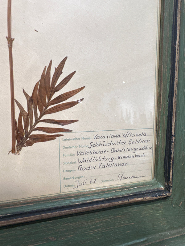 Antique Framed Botanical