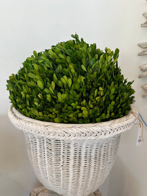 16" Preserved Boxwood Sphere