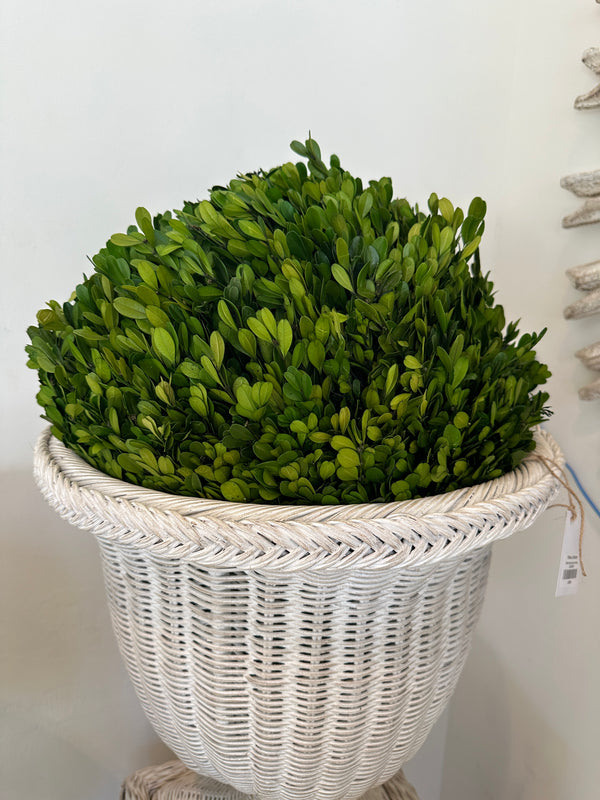 16" Preserved Boxwood Sphere