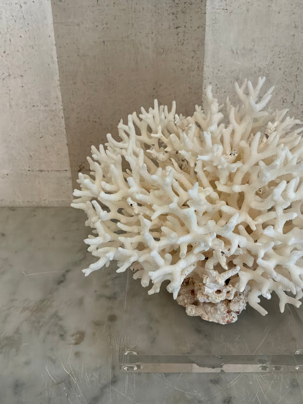Petite Nest Coral Sculpture