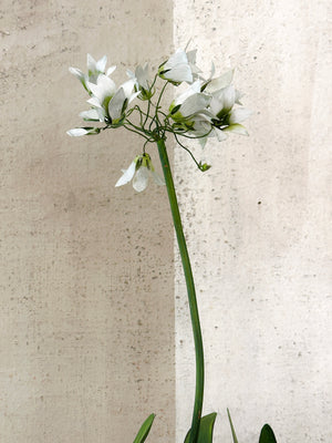 Standard Agapanthus Sculpture