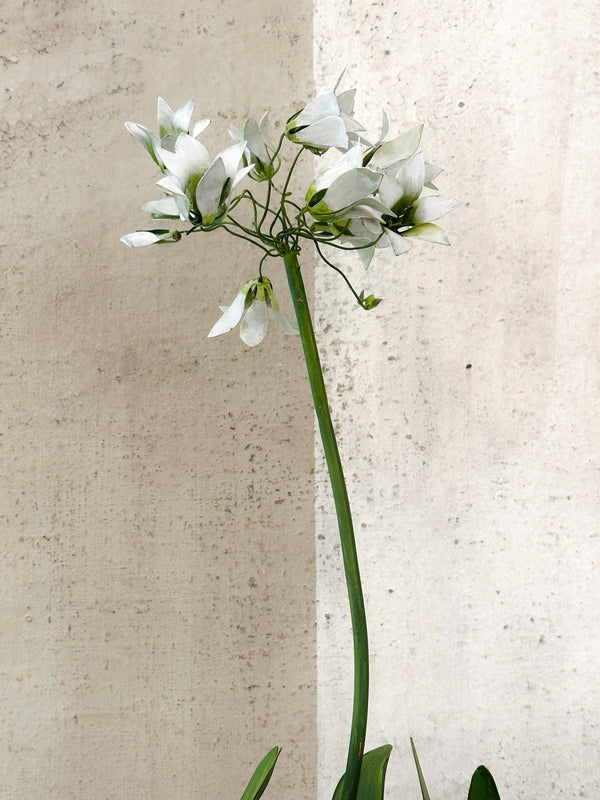 Standard Agapanthus Sculpture