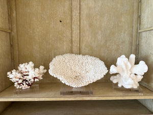 White Cats Paw with Mushroom