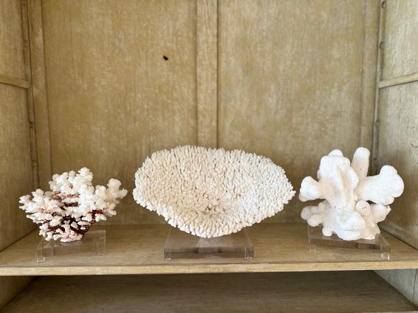 White Cats Paw with Mushroom