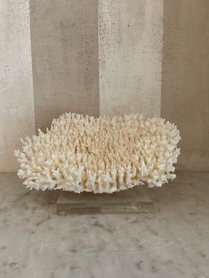 Calypso Cup Coral Sculpture