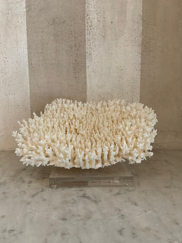 Calypso Cup Coral Sculpture