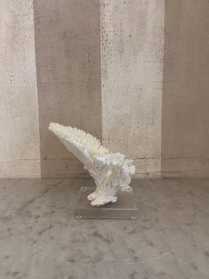 Luna Cup Coral Sculpture