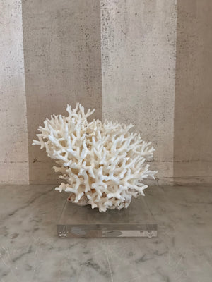 Petite Nest Coral Sculpture