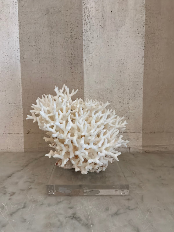 Petite Nest Coral Sculpture