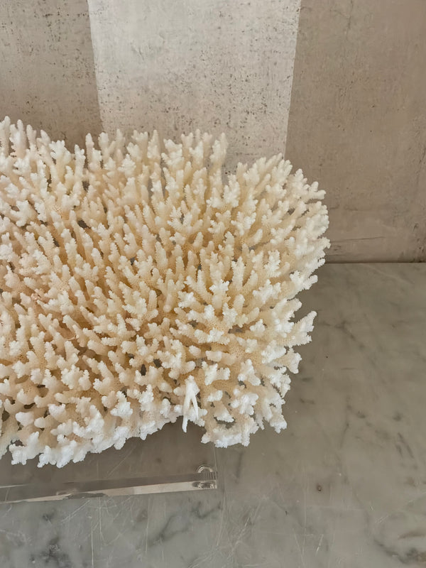 Calypso Cup Coral Sculpture