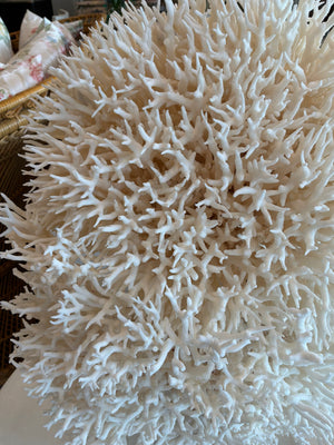 Nest Coral Sculpture