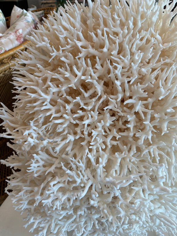 Nest Coral Sculpture