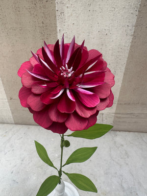Burgundy Zinnia 14"