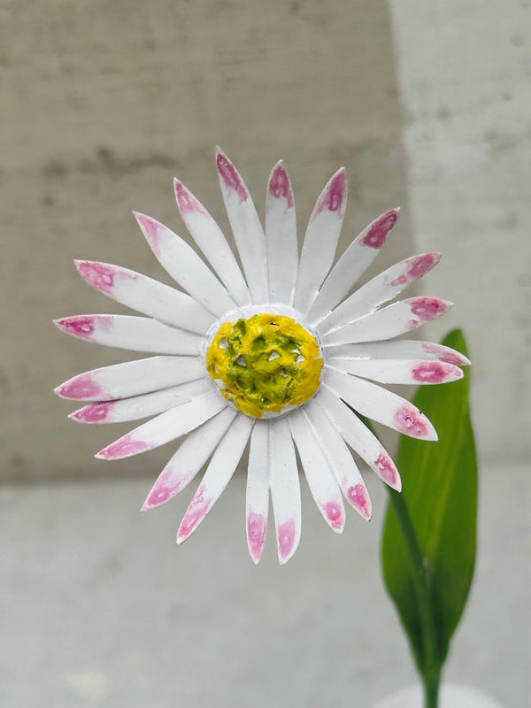 Little Flower, White w Pink 7"