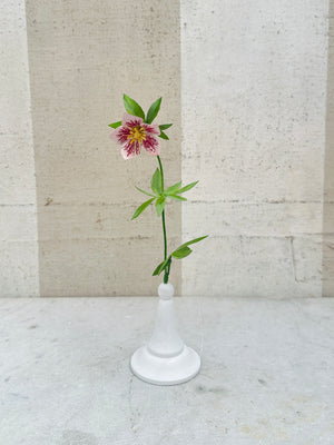 Pink Helleborous 10.5"