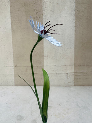 Small Flower, Blue Carnation 7"