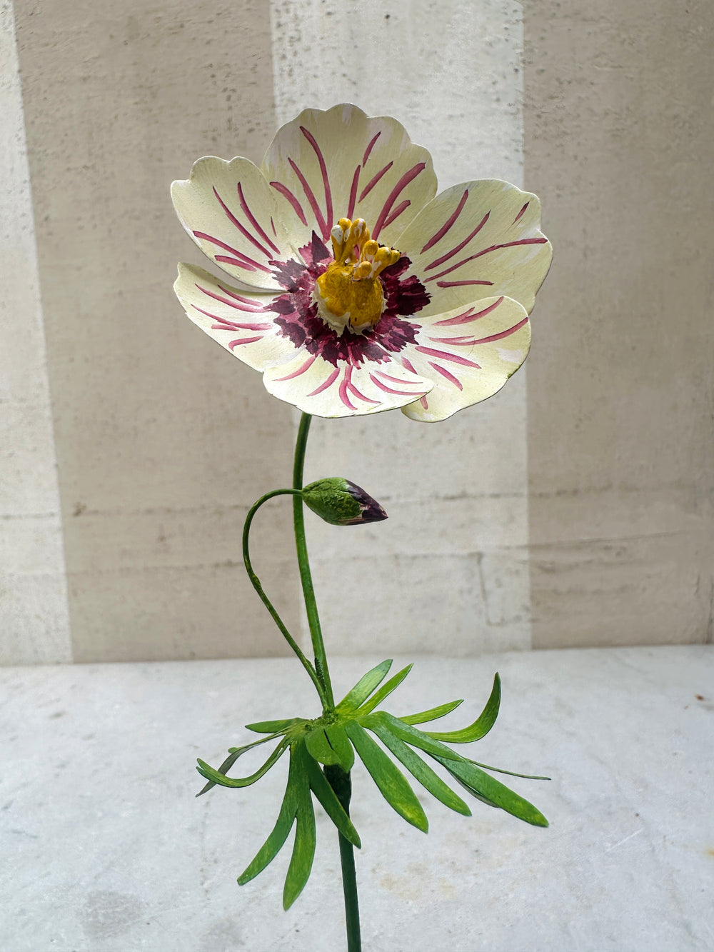 Varlegated Geranium 10"