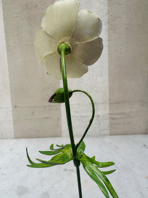 Varlegated Geranium 10"