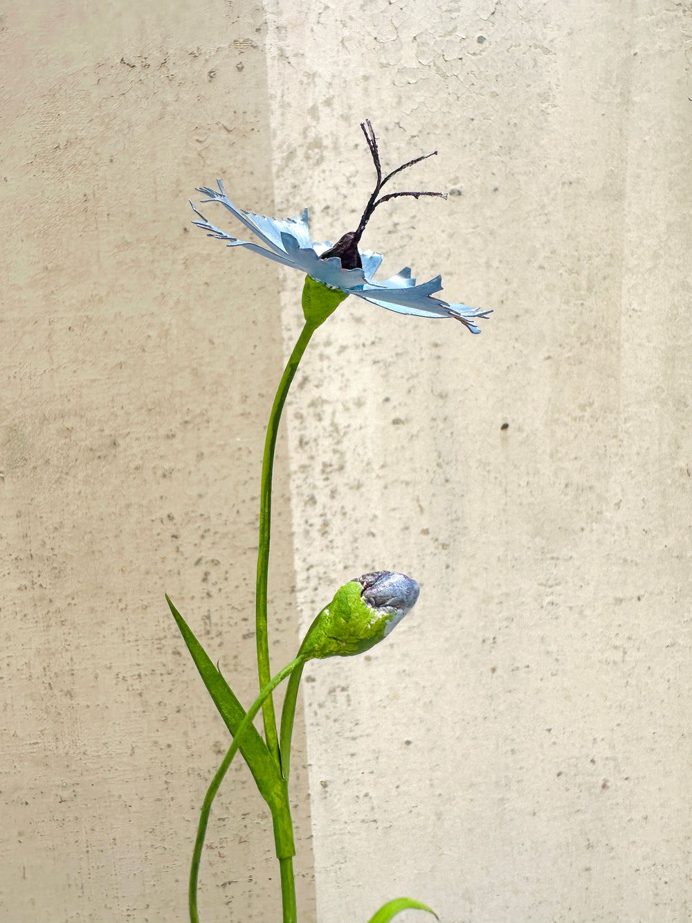 Cornflower 11"