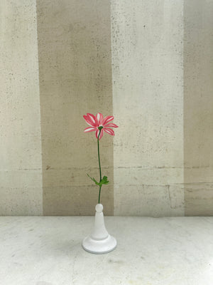 Variegated Anemone 10"