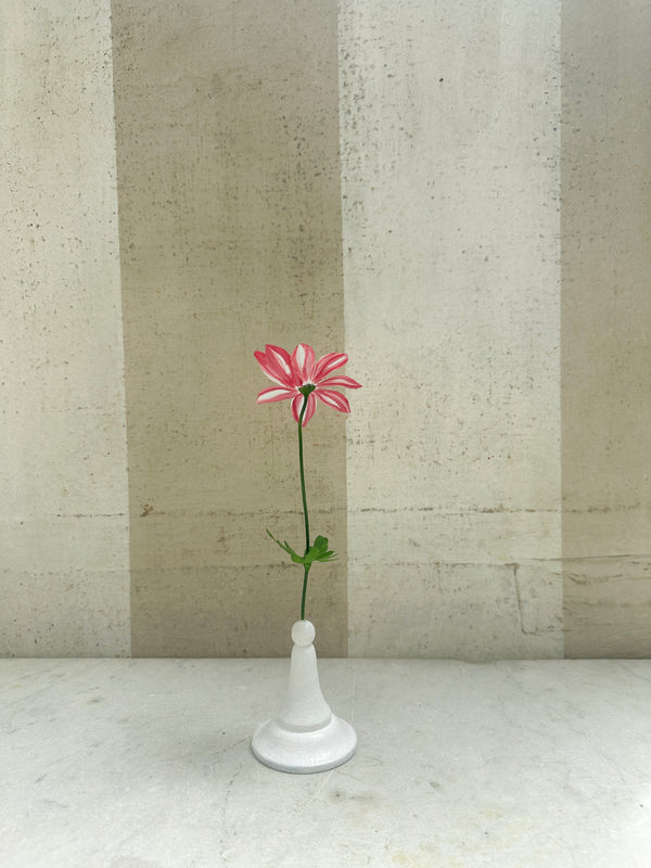 Variegated Anemone 10"