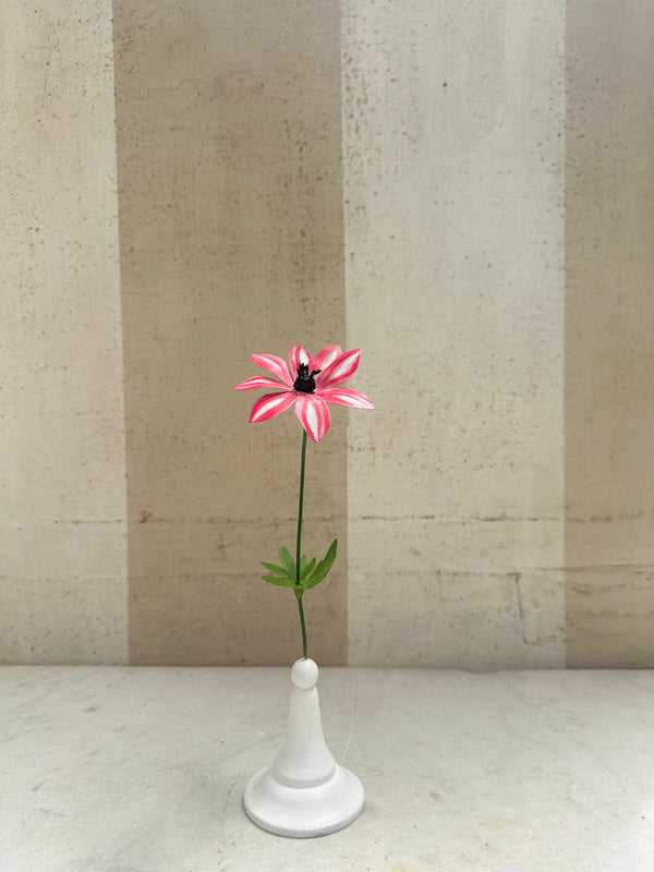 Variegated Anemone 10"