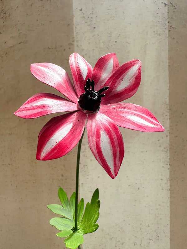 Variegated Anemone 10"