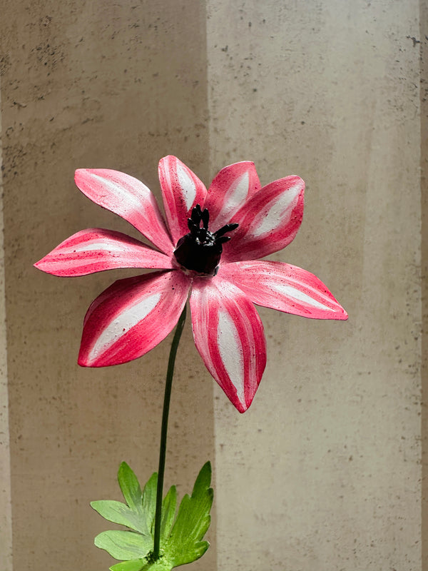Variegated Anemone 10"