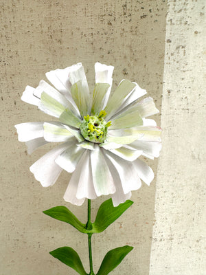 White Zinnia 15"