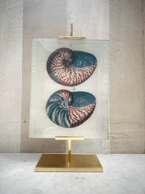 Two Shell's Tray 11x14
