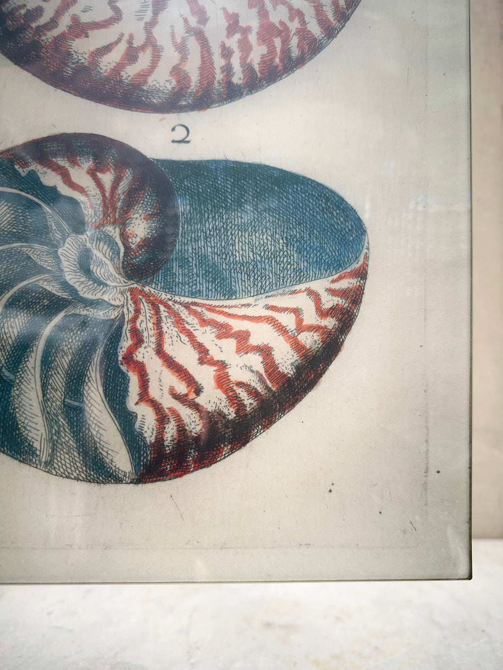 Two Shell's Tray 11x14