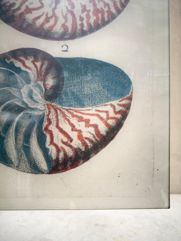 Two Shell's Tray 11x14