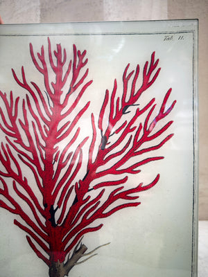 Red Coral Tray 11x14
