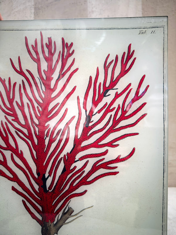 Red Coral Tray 11x14