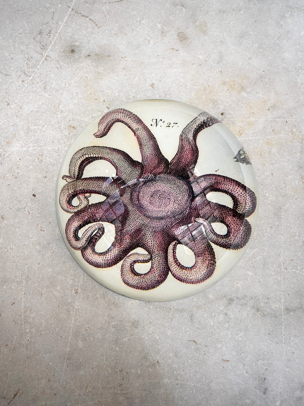 Starfish Dome Paperweight