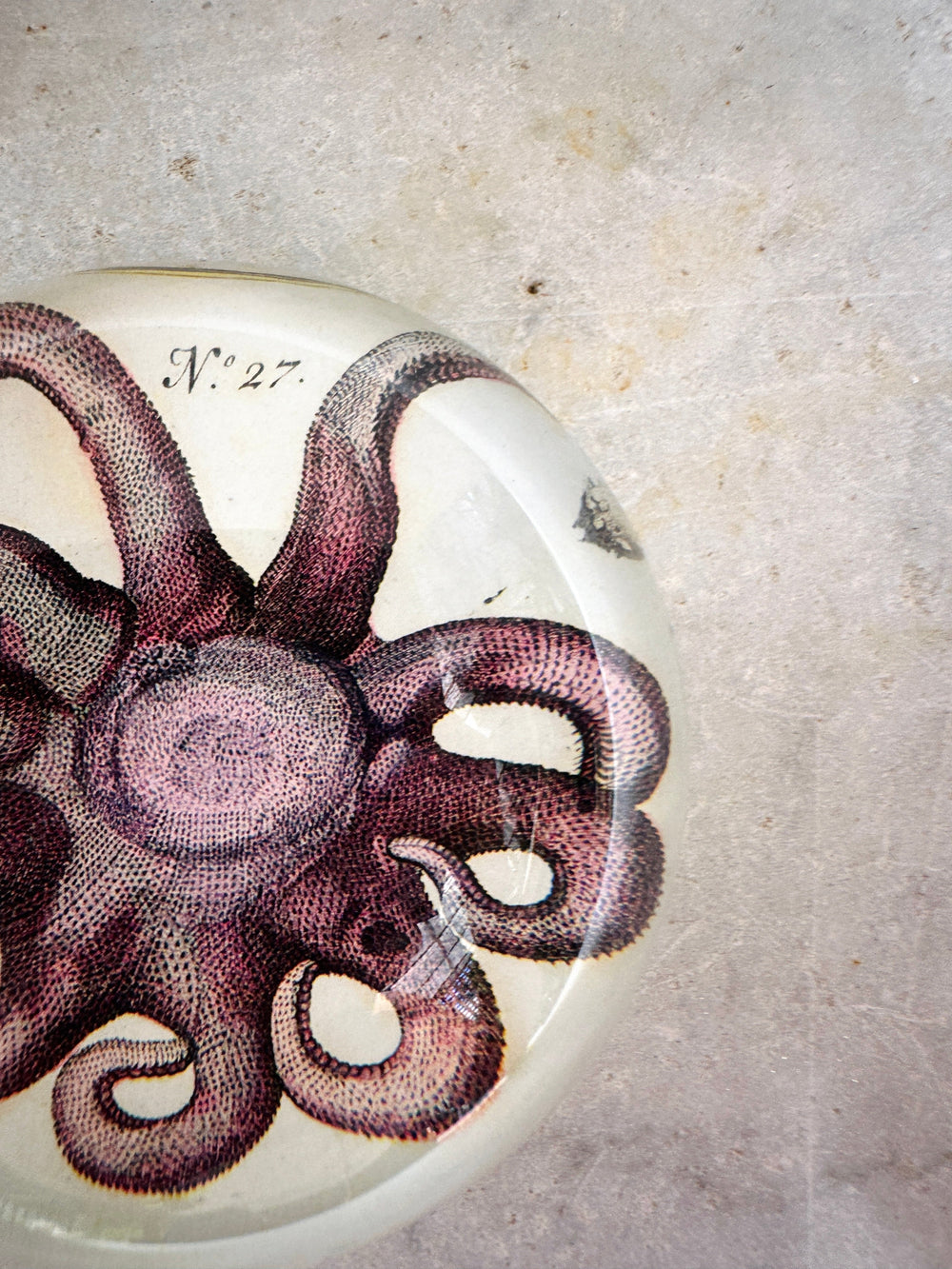 Starfish Dome Paperweight
