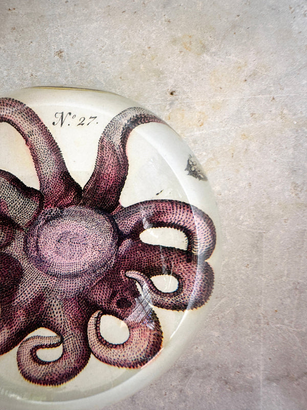 Starfish Dome Paperweight