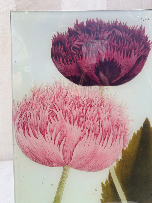 N.794 Crested Poppy Tray