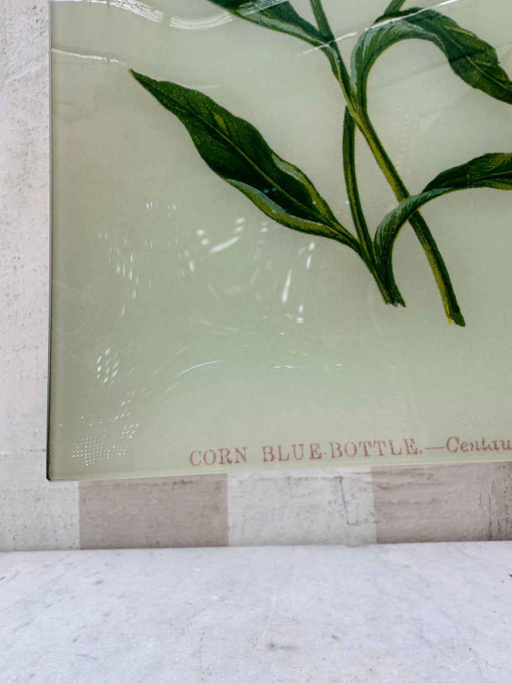 Corn Blue-Bottle Wildflower Tray